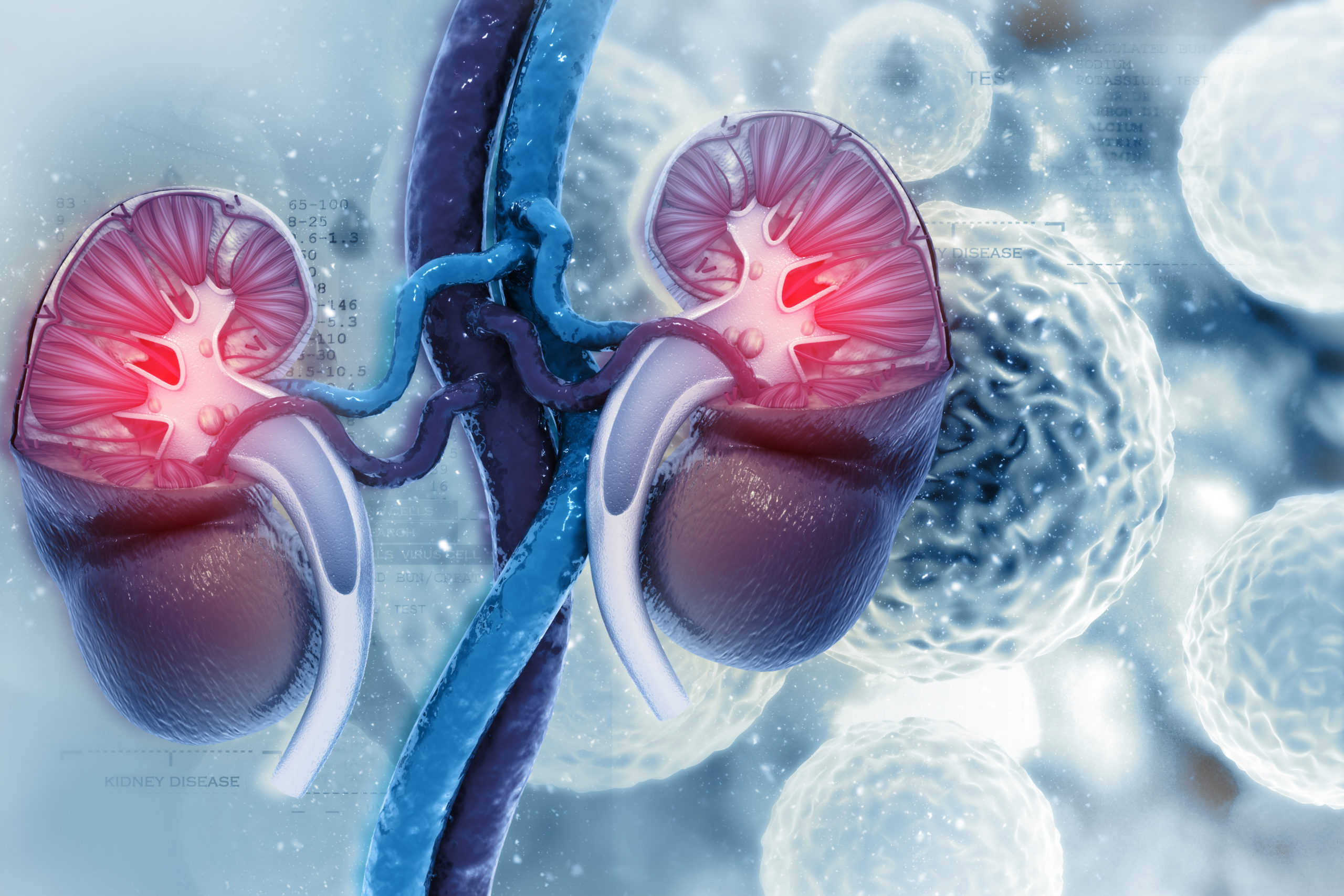 Human kidney cross section on scientific background